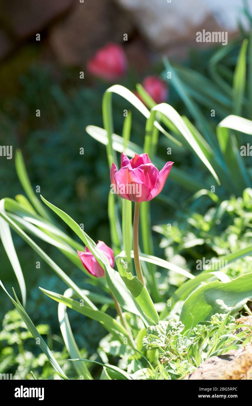 The first blooming pink tulip bud in a spring flower bed Stock Photo ...