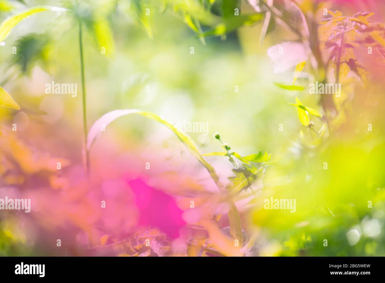 Defocused abstract green background. Leaves bokeh for nature background.  Natural bokeh blurred Stock Photo - Alamy