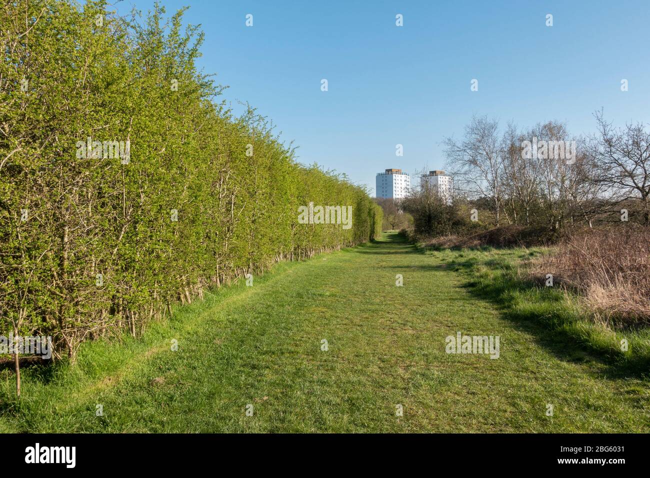 General view along a path towards the towers of Hounslow Heath Estate (Slade House (L) and Jamieson House (R) of Hounslow Heath, London, UK. Stock Photo