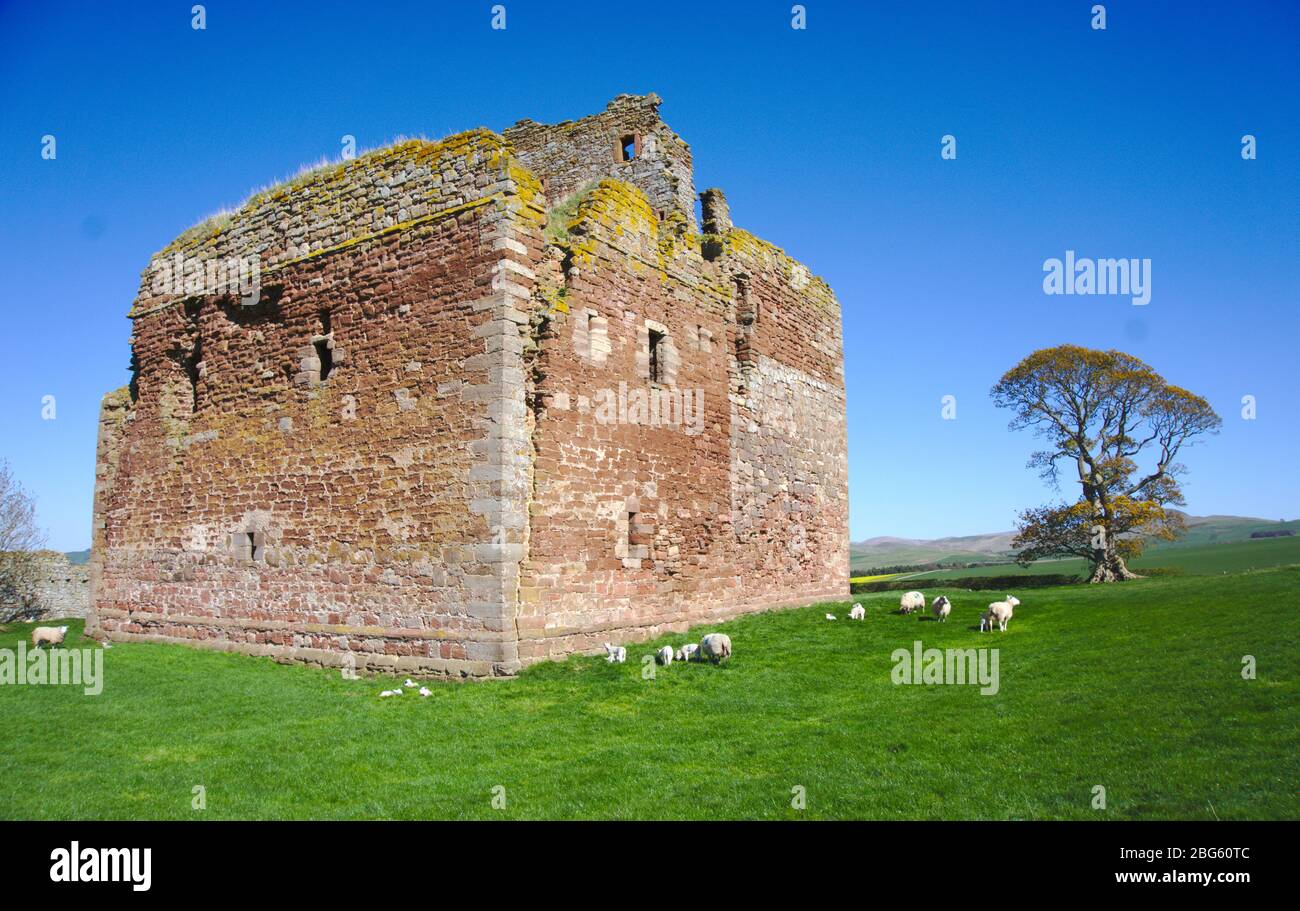 Cessford Castle, a ruined 15th century tower house near Morebattle, Roxburghshire, Scottish Borders, UK Stock Photo