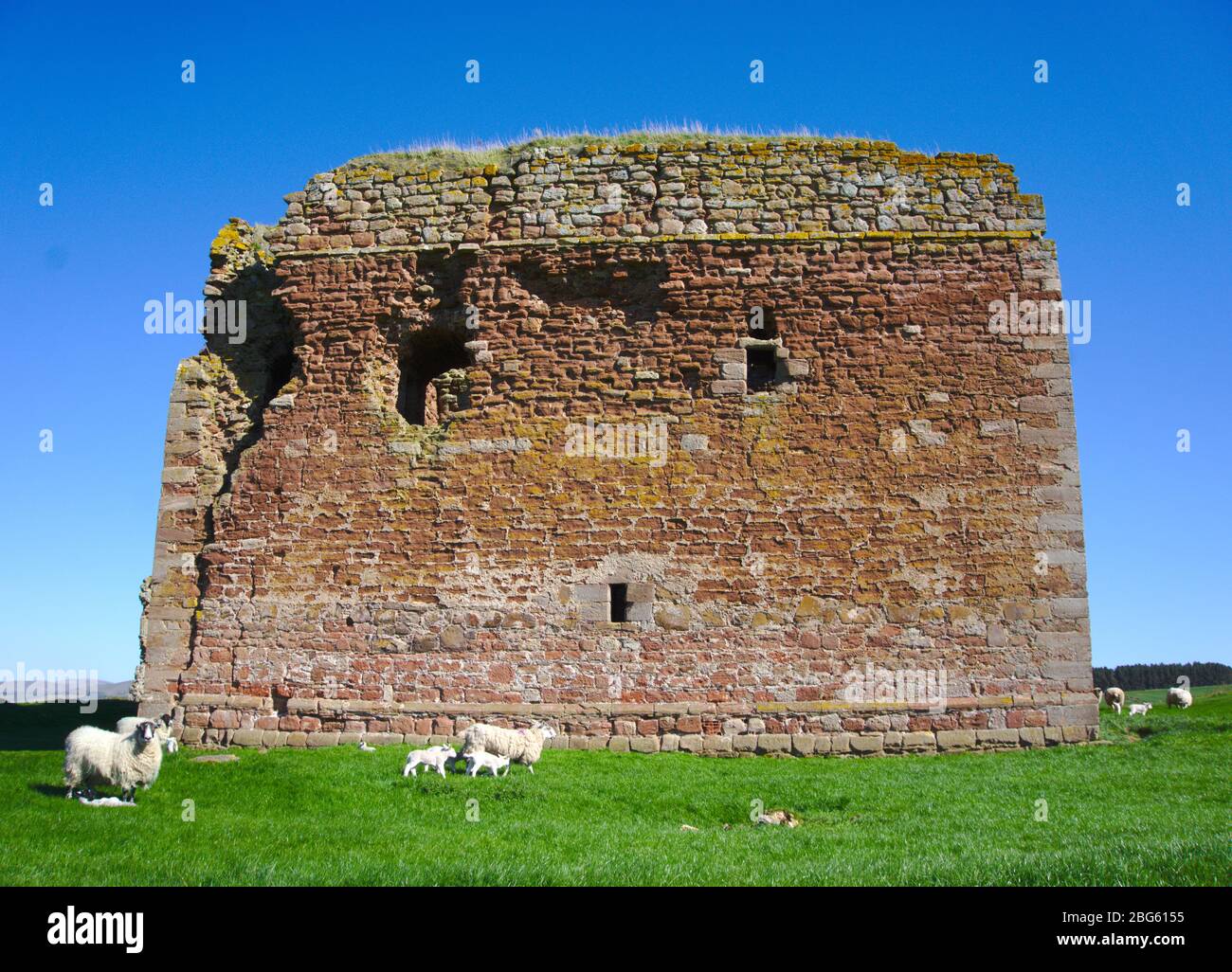 Cessford Castle, a ruined 15th century tower house near Morebattle, Roxburghshire, Scottish Borders, UK Stock Photo
