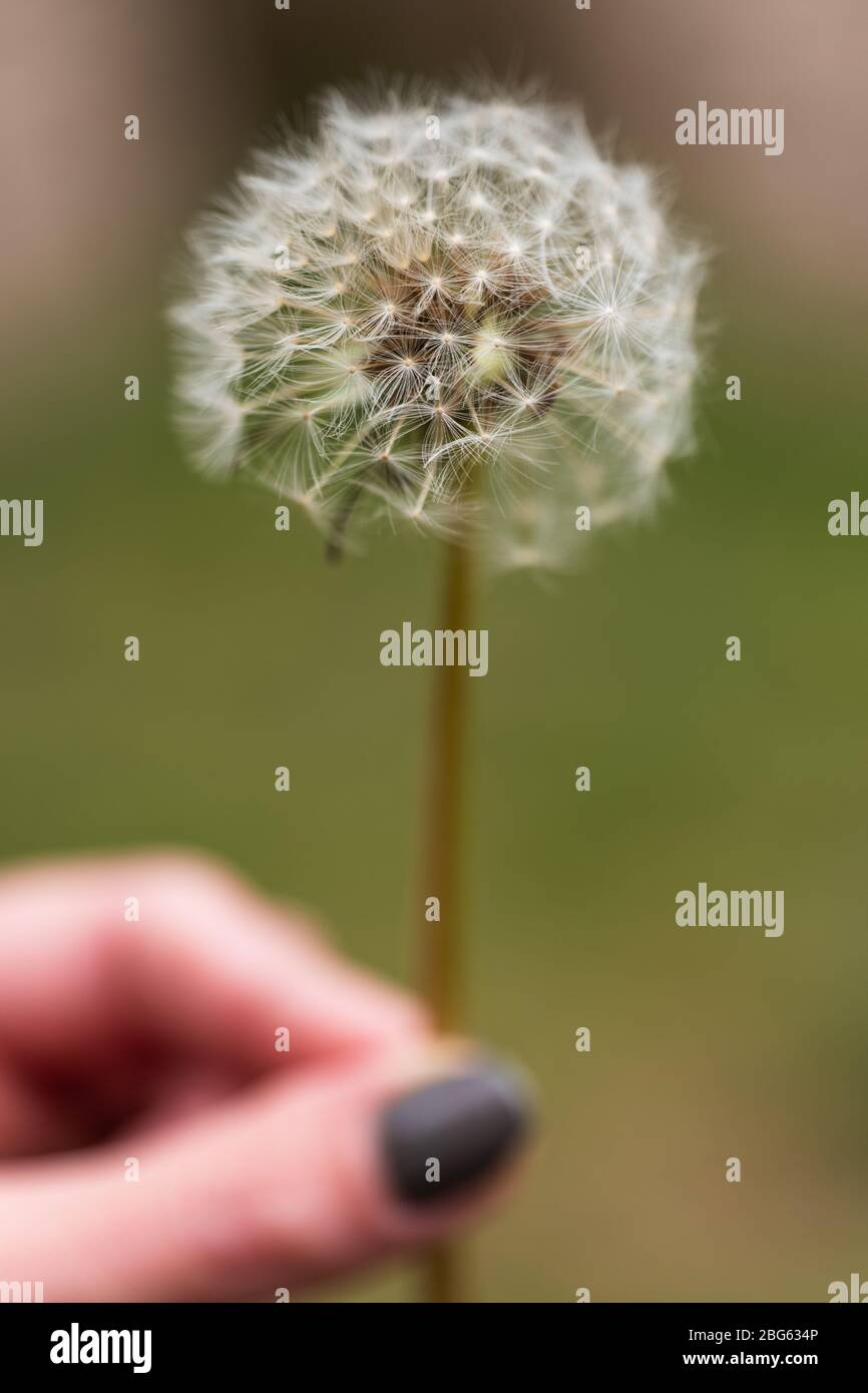 A close up of a dandelion clock held in a womans hand Stock Photo Alamy