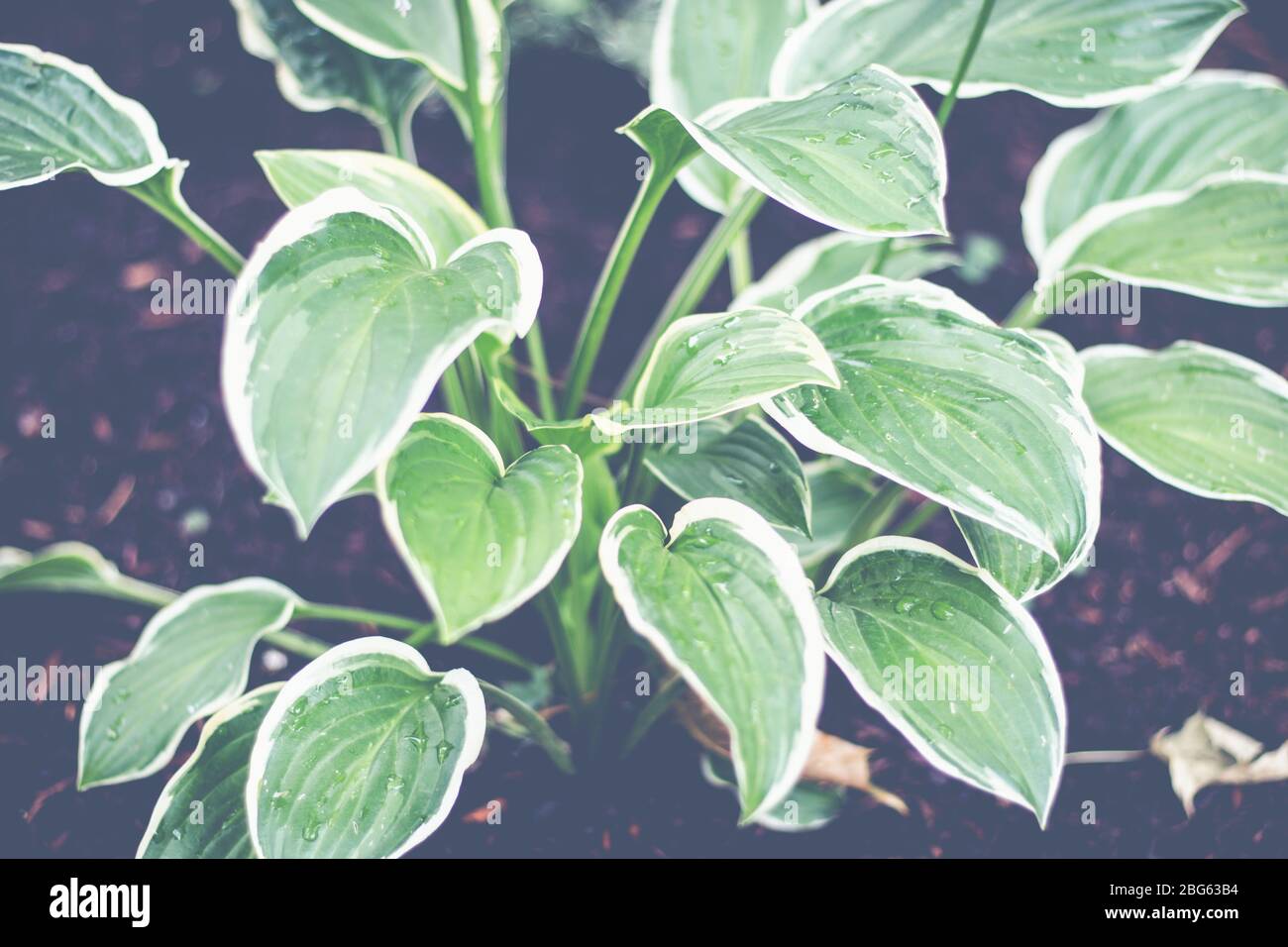Green Plant Stock Photo