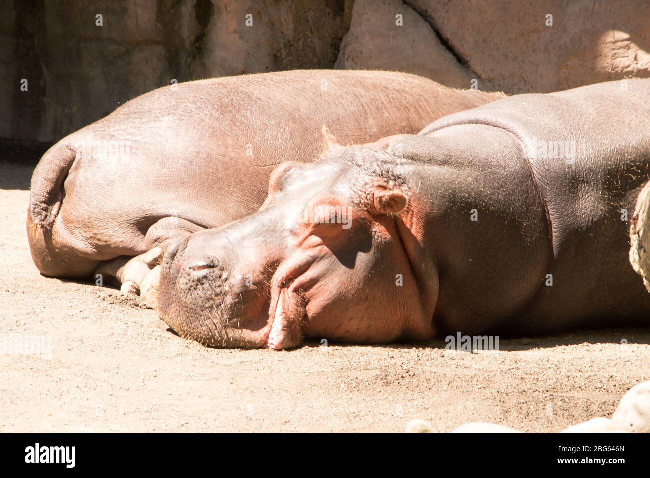 Hippos sunbathing at the Oregon Zoo Stock Photo