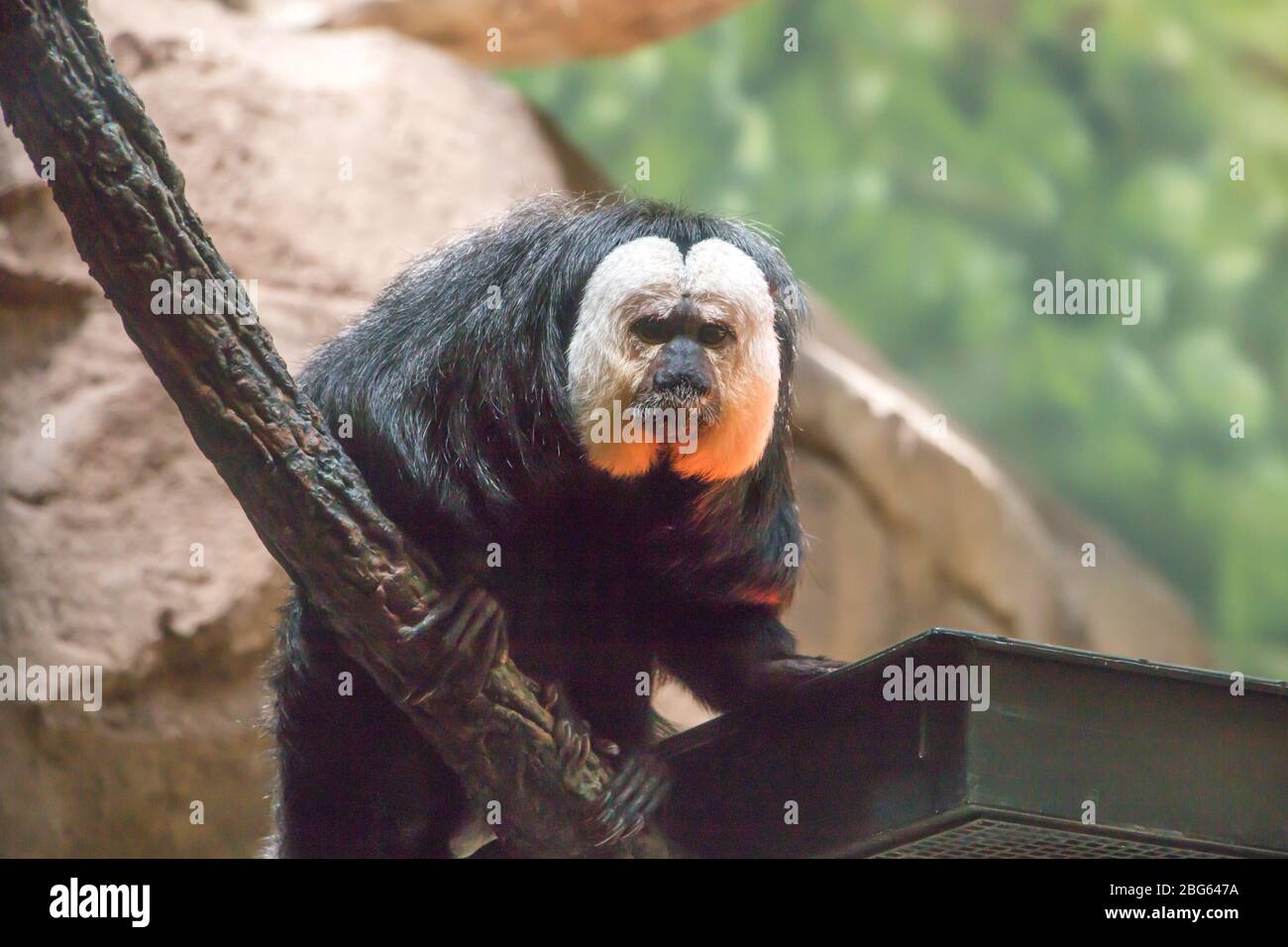 Monkey at Oregon Zoo Stock Photo