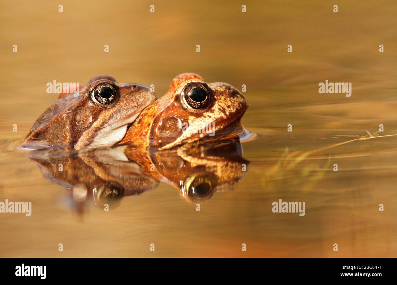 Couple of common frogs, Rana temporaria,in a pond in Finland. Stock Photo