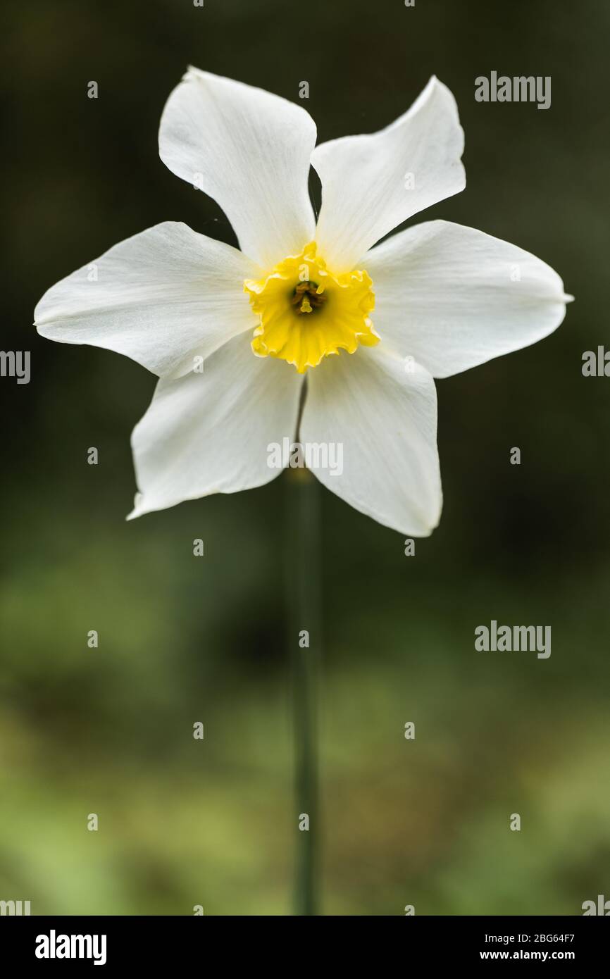 Annual flowers yellow center hi-res stock photography and images - Alamy