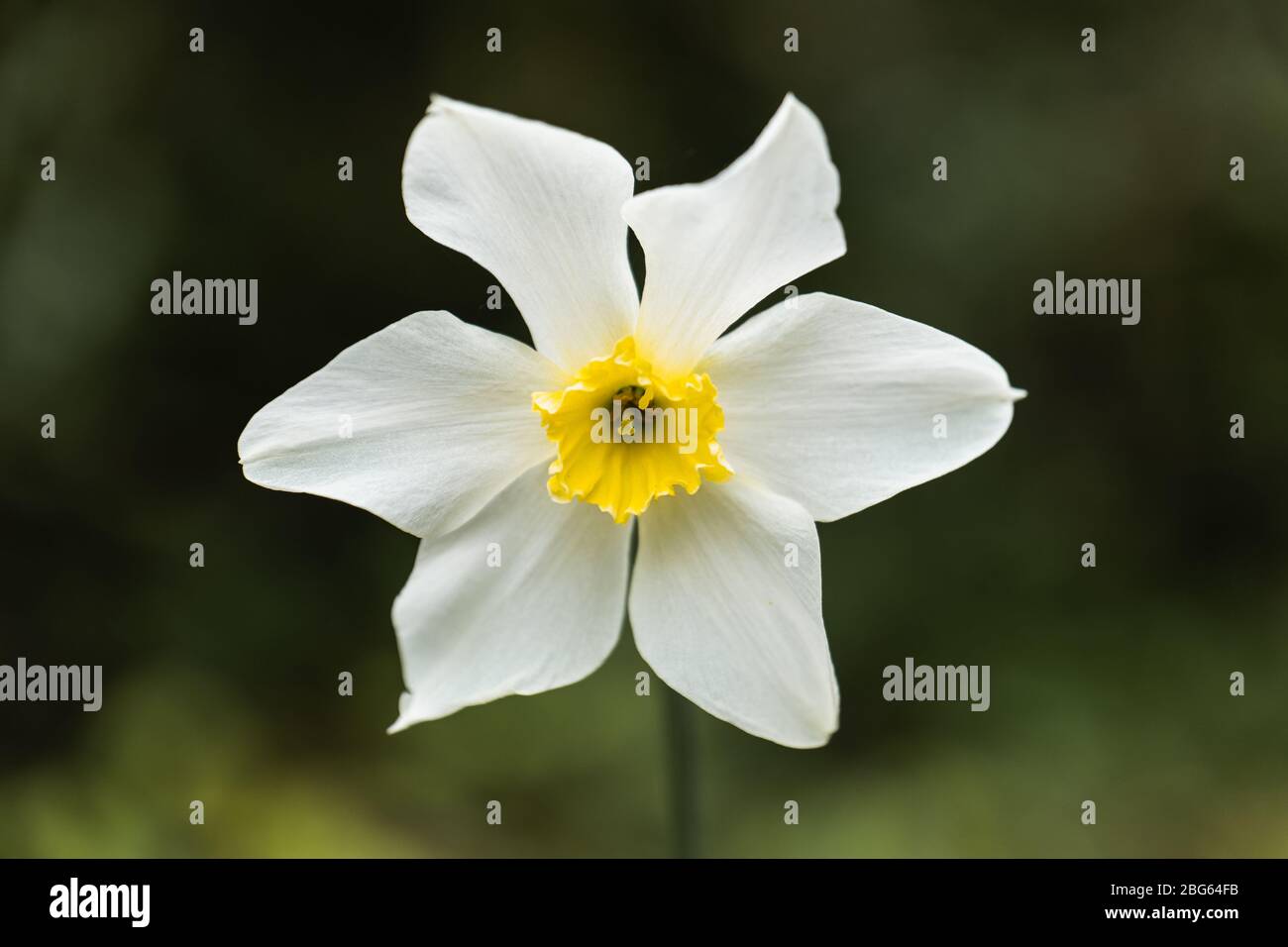 Annual flowers yellow center hi-res stock photography and images - Alamy
