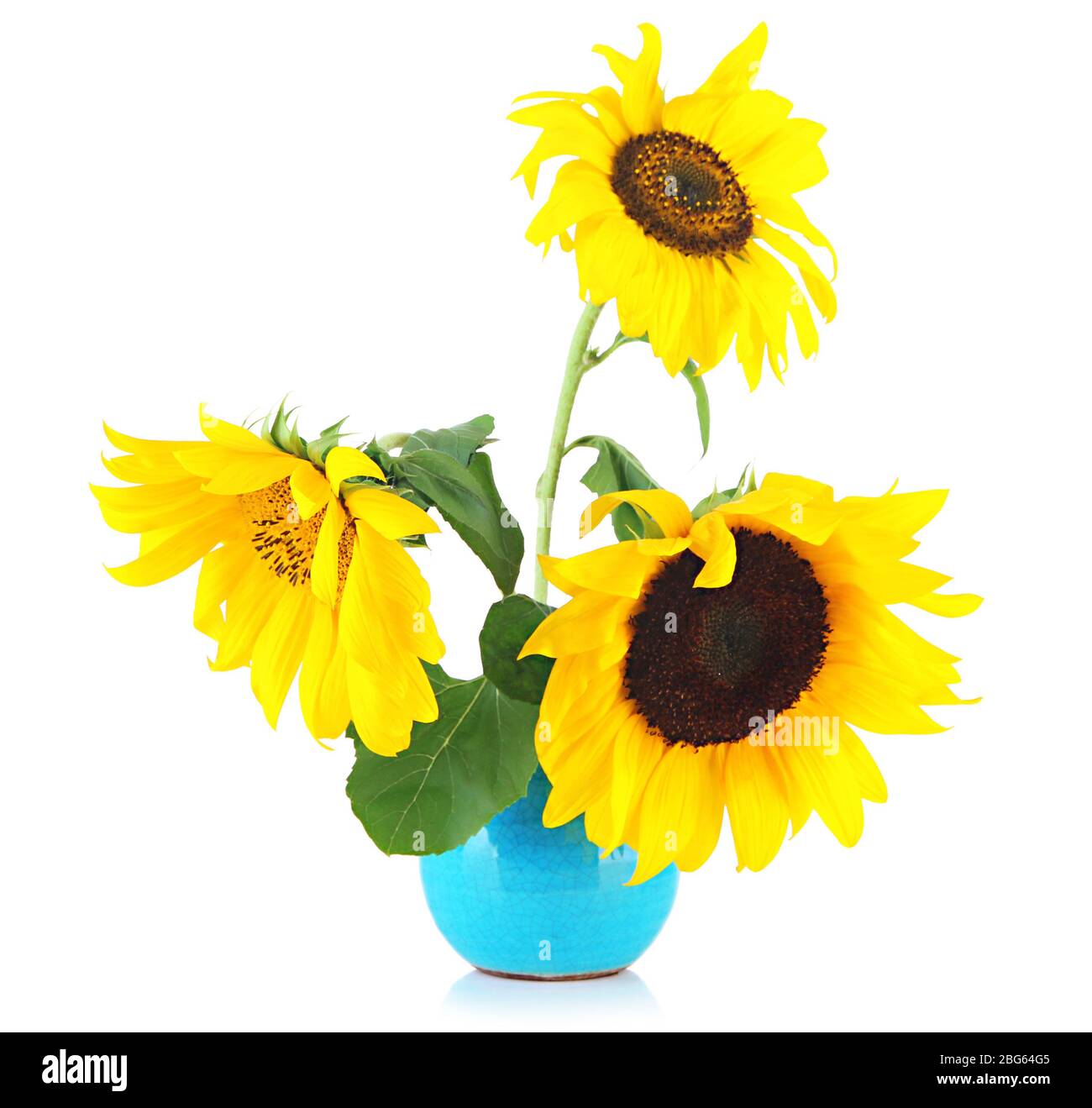 Bright sunflowers in vase isolated on white Stock Photo - Alamy