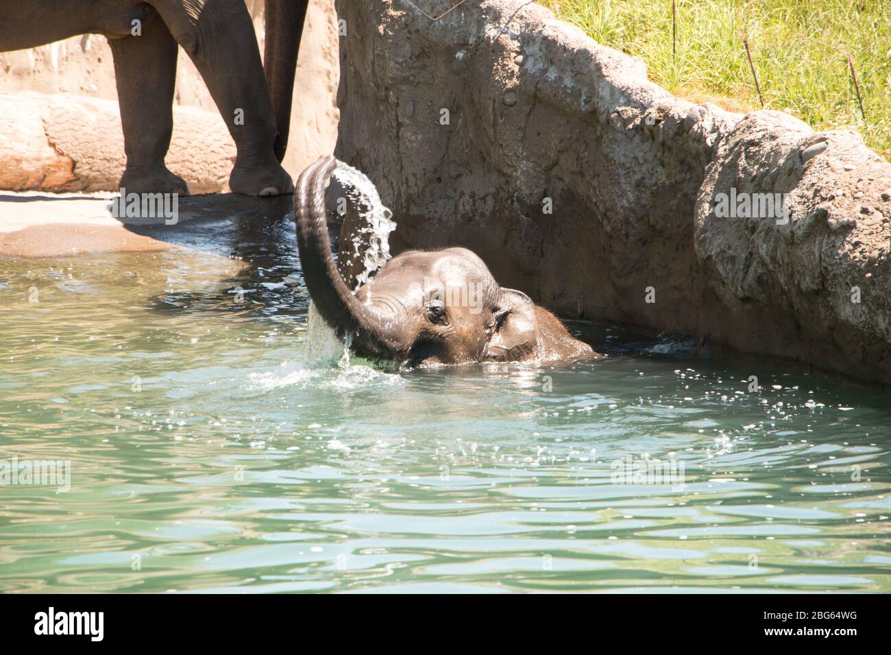 Elephant at Oregon Zoo Stock Photo
