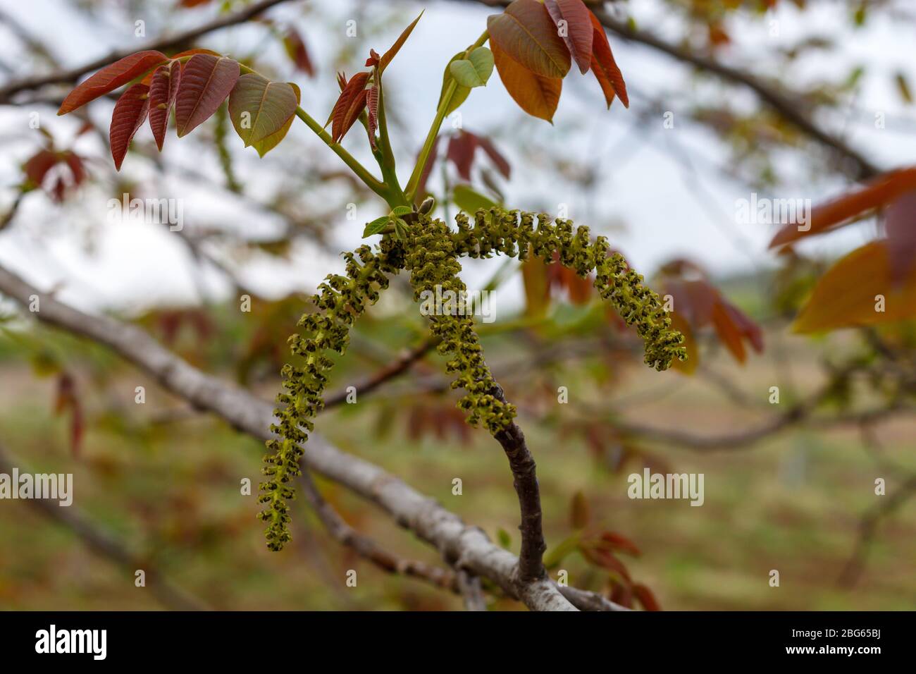 Walnut Spring Blossom Close Up Stock Photo - Alamy