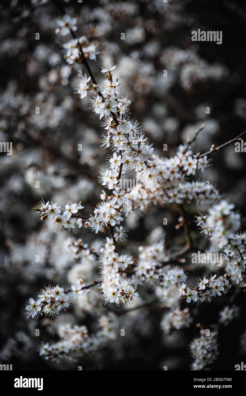 A cluster of white and yellow small flowers in a bush Stock Photo - Alamy