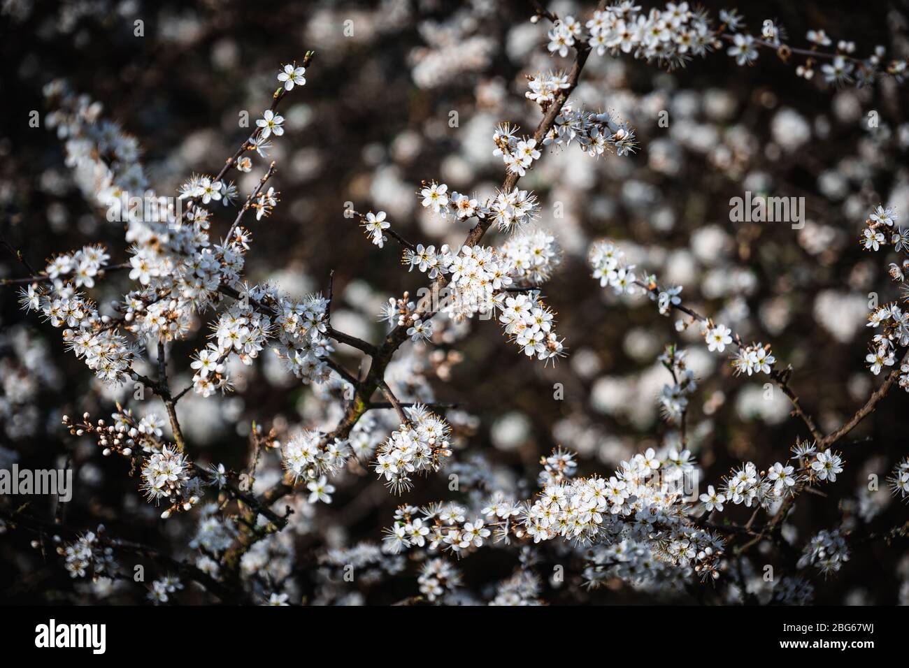 A cluster of white and yellow small flowers in a bush Stock Photo - Alamy