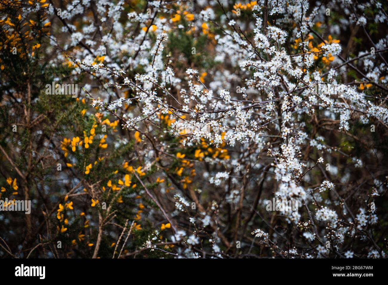 A cluster of white and yellow small flowers in a bush Stock Photo - Alamy