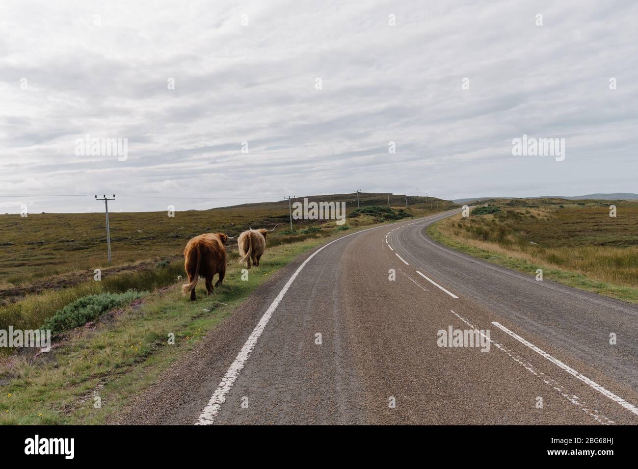 A herd of Highland cattle walk along the road near Thurso which is a part of the famous North Coast 500 road trip route in Northern Scotland, UK Stock Photo