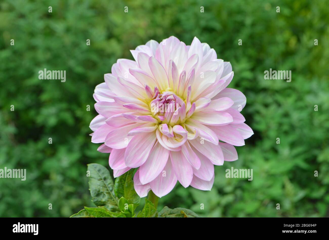 Dahlia Bulbs High Resolution Stock Photography and Images - Alamy