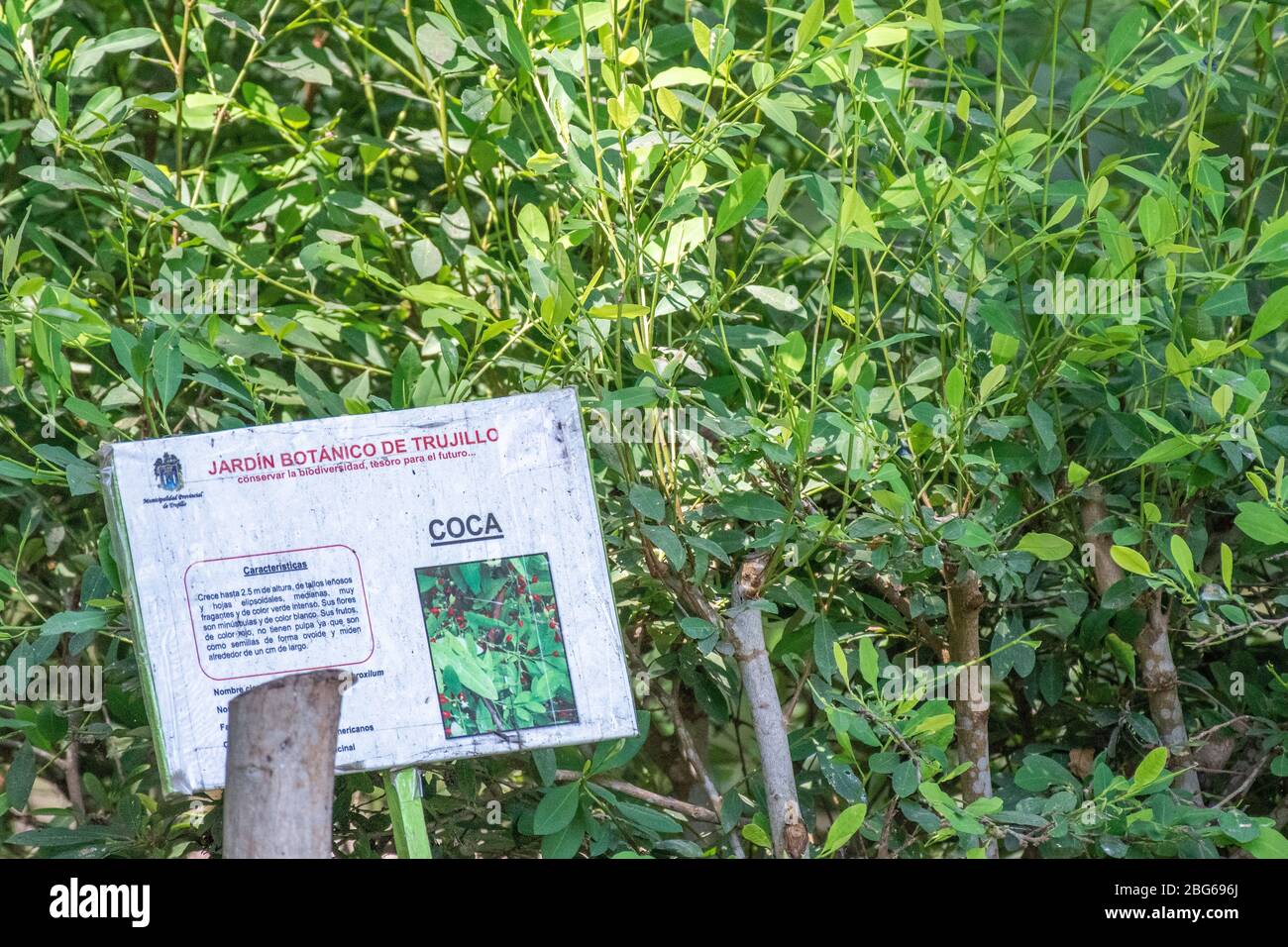 Coca bushes growing in the Botanic Garden in Trujillo, Peru. Coca is widely used in Peru for tea and to reduce effects of altitude sickness. Stock Photo