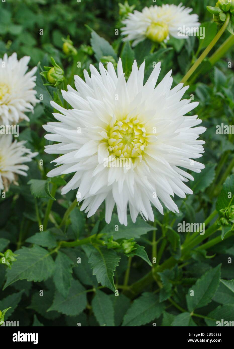 Dahlia cactus flower in the garden close up. Dahlia with creamy white petals Stock Photo