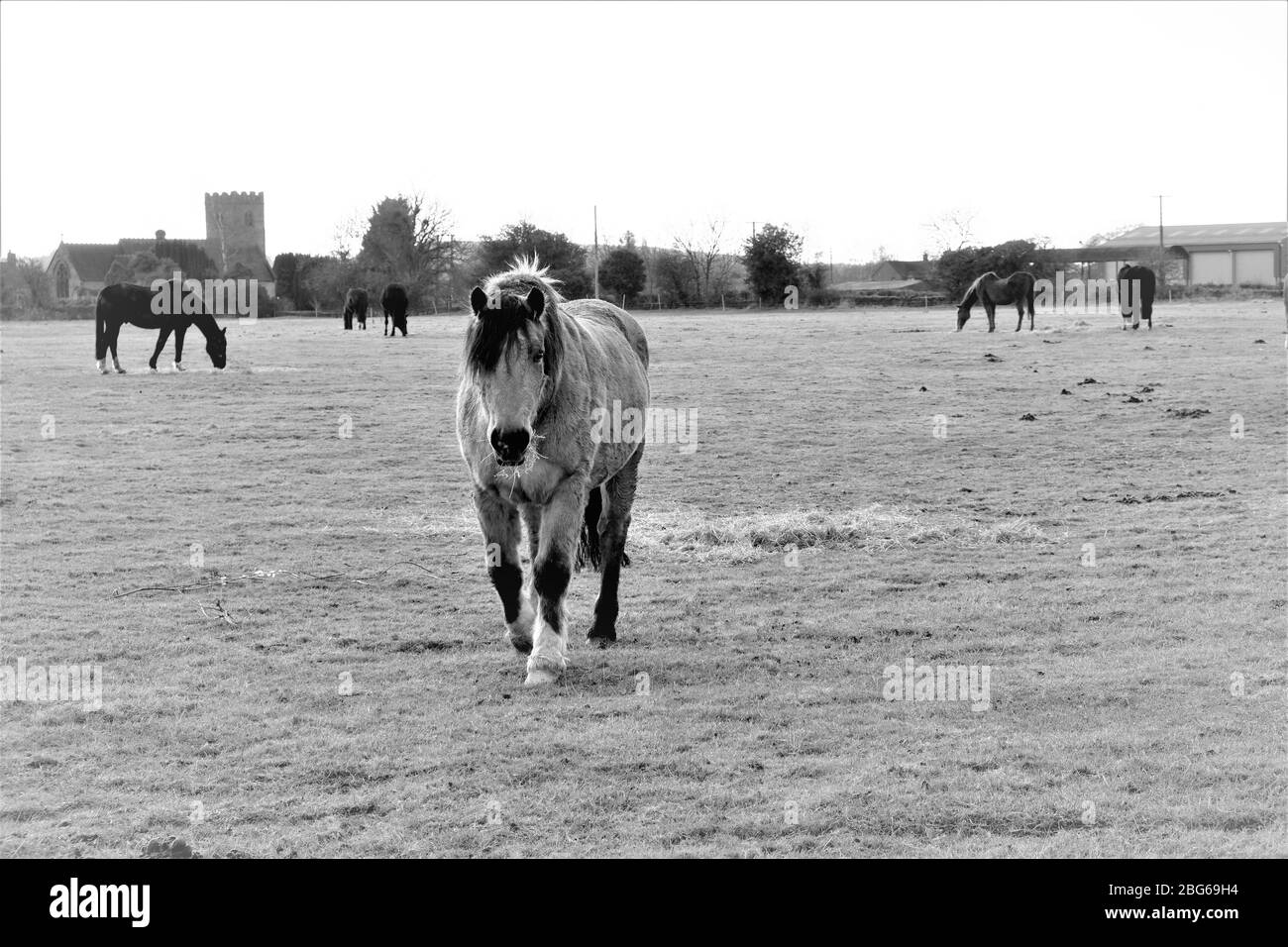 Field with horses in England Stock Photo