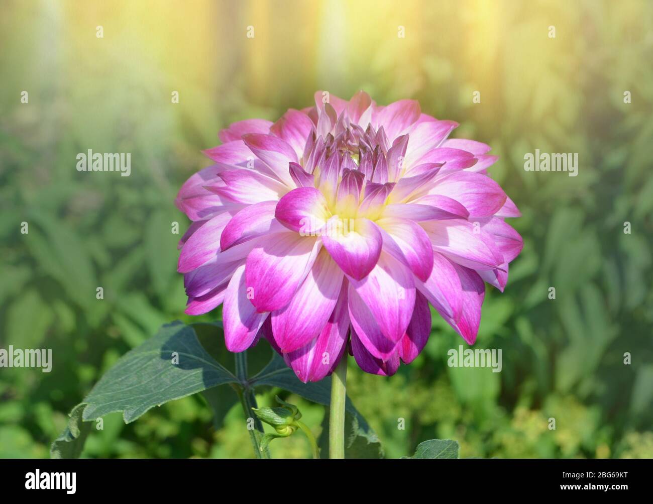 dahlia flower meaning in hindi
