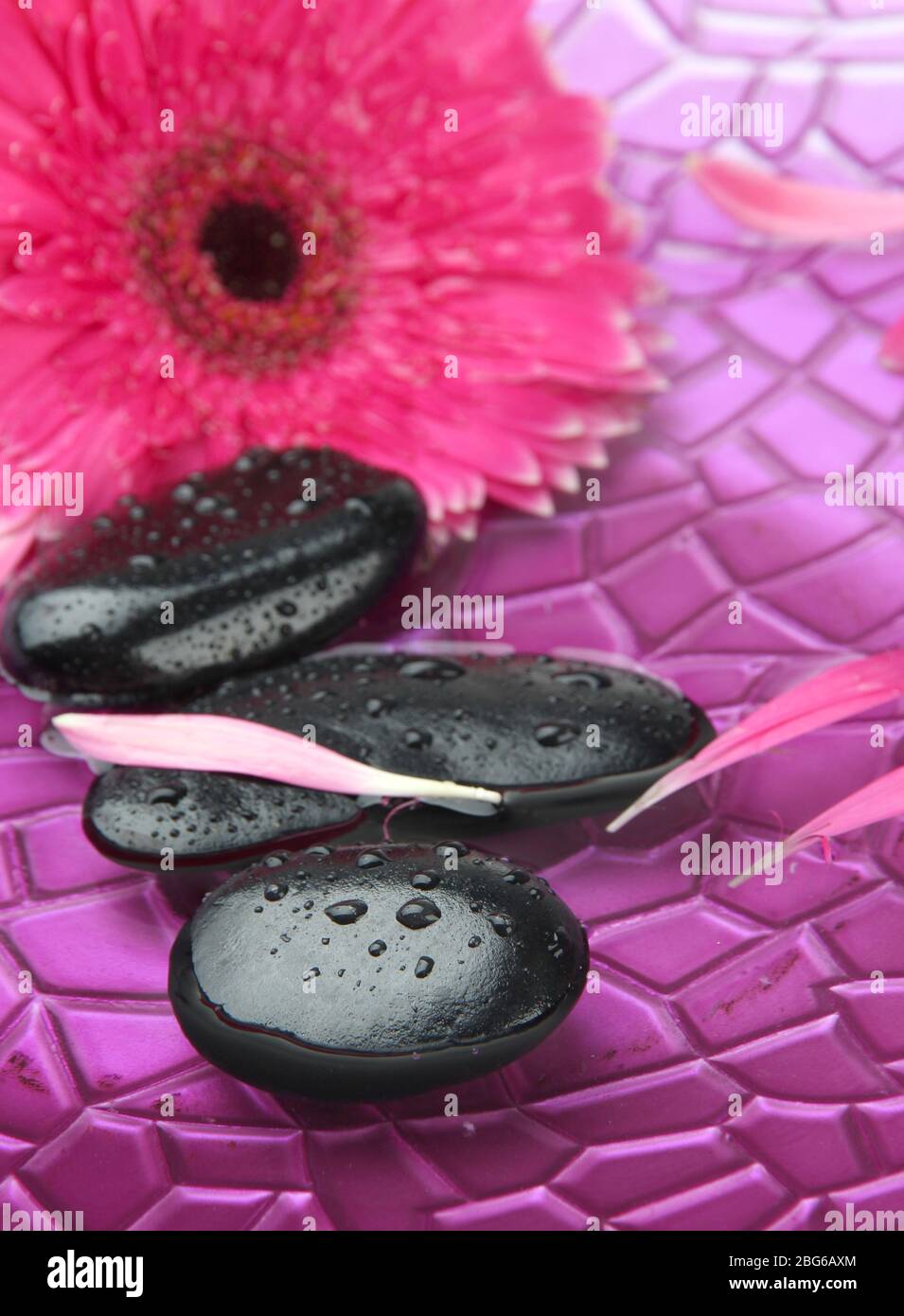 Spa stones and gerbera in water on purple background Stock Photo - Alamy