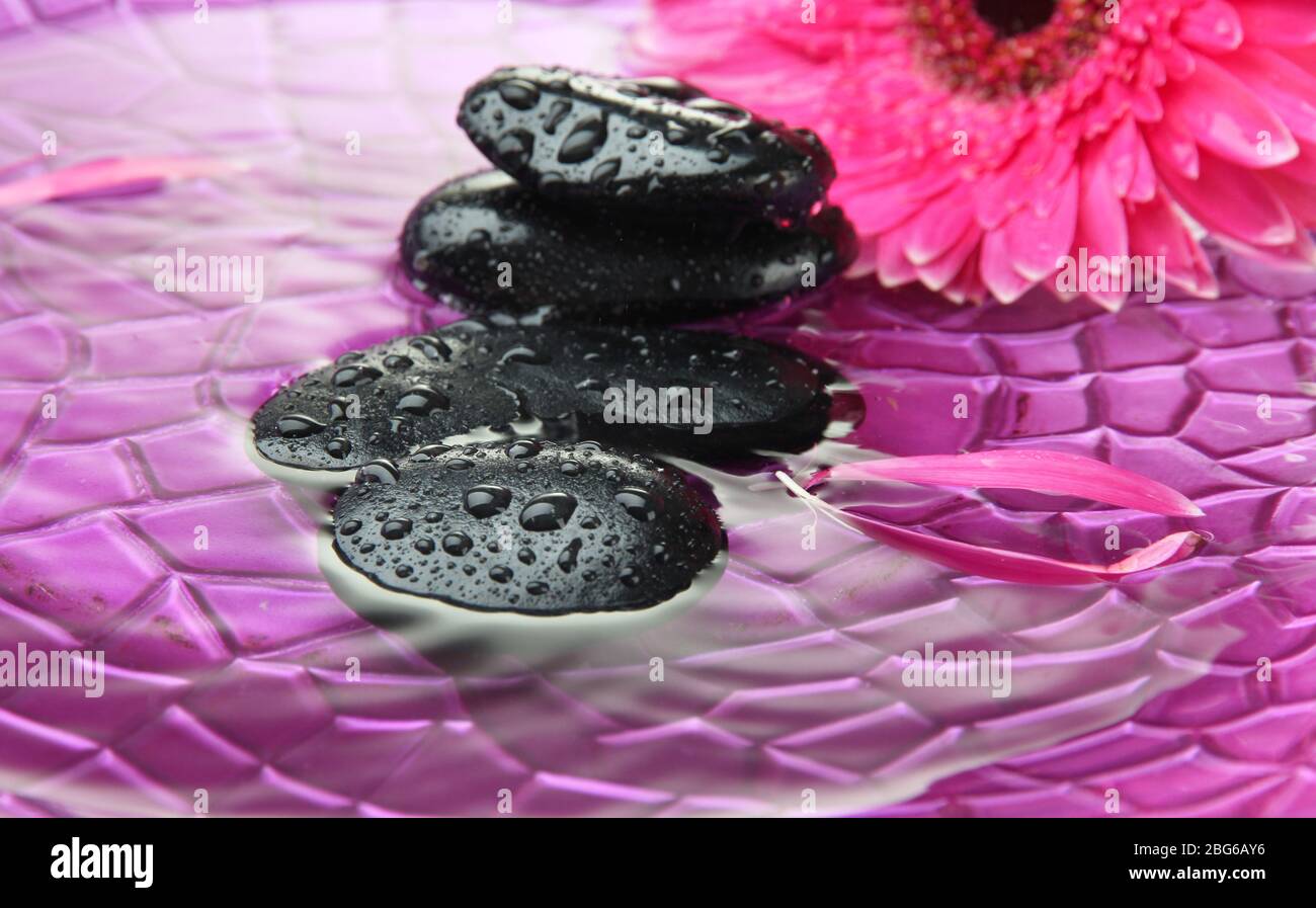 Spa stones and gerbera in water on purple background Stock Photo - Alamy