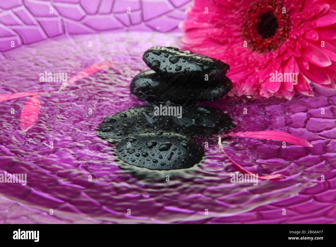 Spa stones and gerbera in water on purple background Stock Photo - Alamy