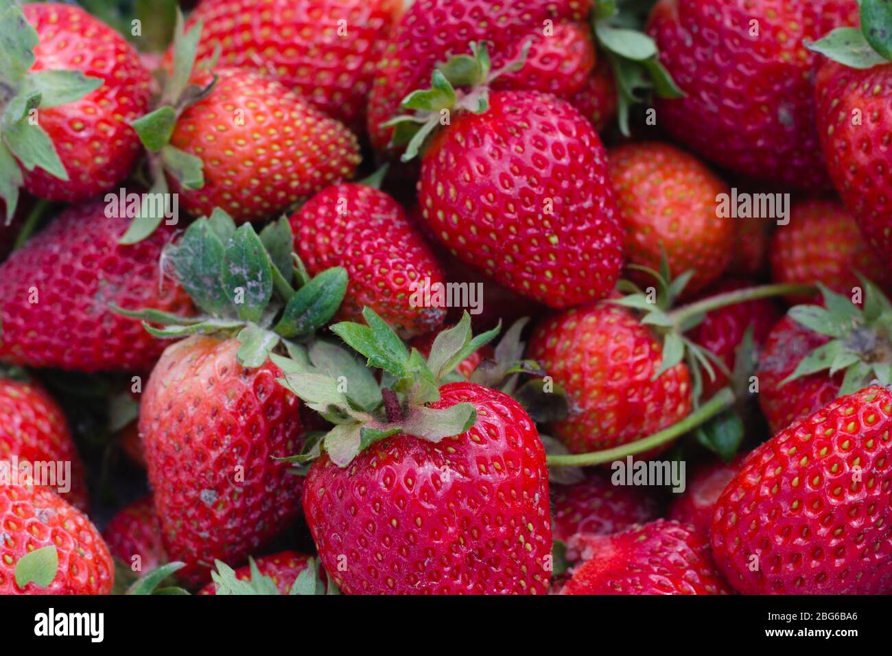 Saturated red berry hi-res stock photography and images - Alamy