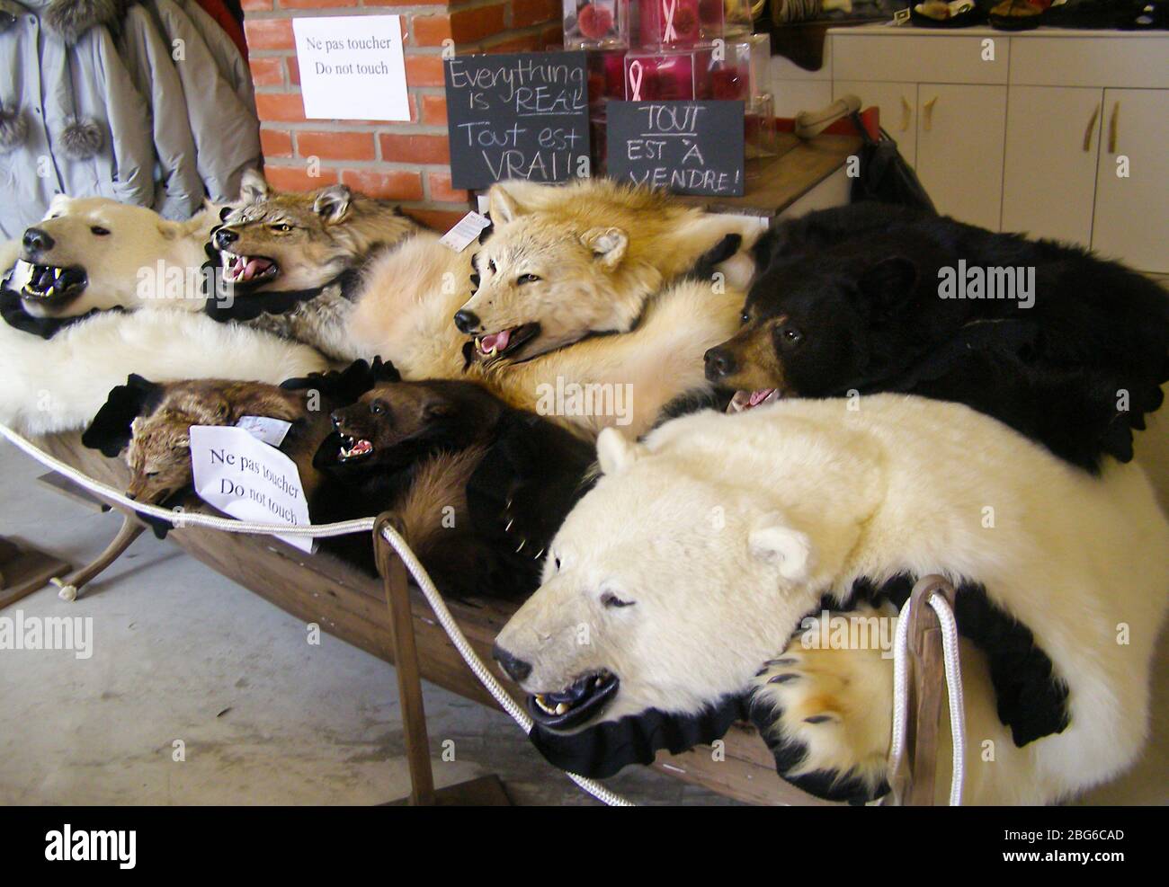 Quebec City, Quebec/Canada-November 06 2013:  Pelt of a dead wolf, fox, black bear and polar bear for sale on isolated Stock Photo