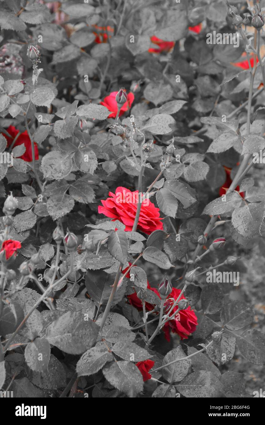 Two-color photography. Red flowers and gray leaves Stock Photo