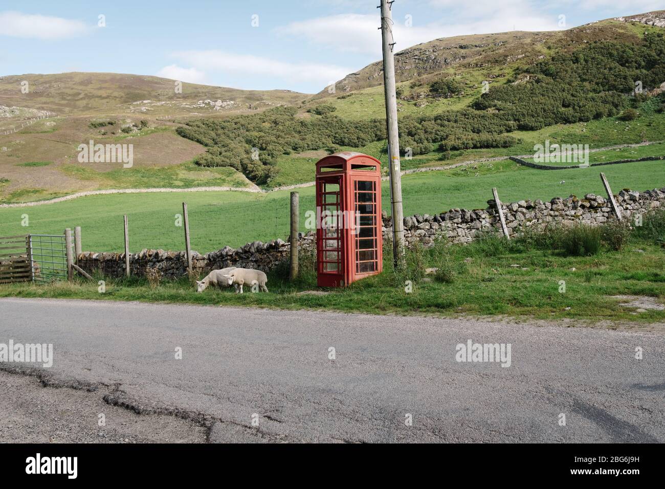 Two sheep grazing by the road next to a red telephone box on the North Coast 500 touring route in the Scottish Highlands. Stock Photo