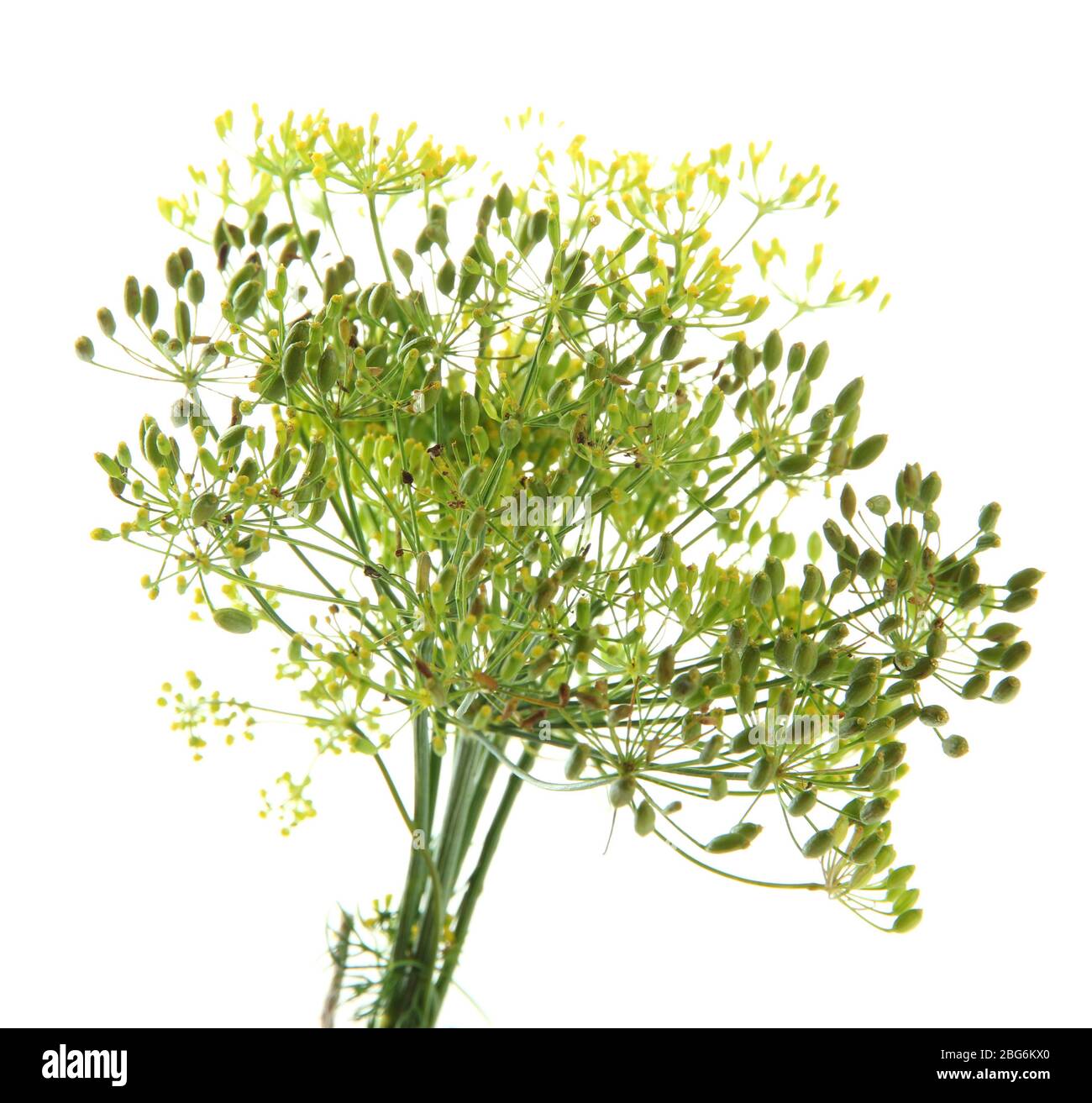 Fresh dill flowers, isolated on white Stock Photo Alamy