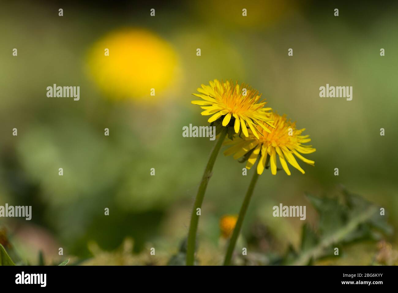 Two flowers of Common dandelion in a meadow Stock Photo