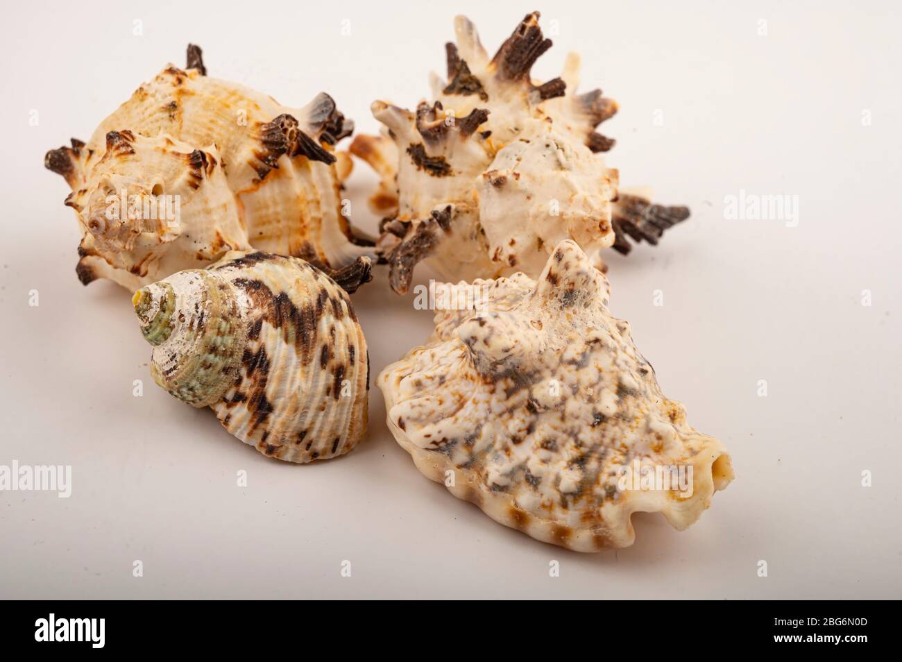 Different seashells on a white background. Close up Stock Photo