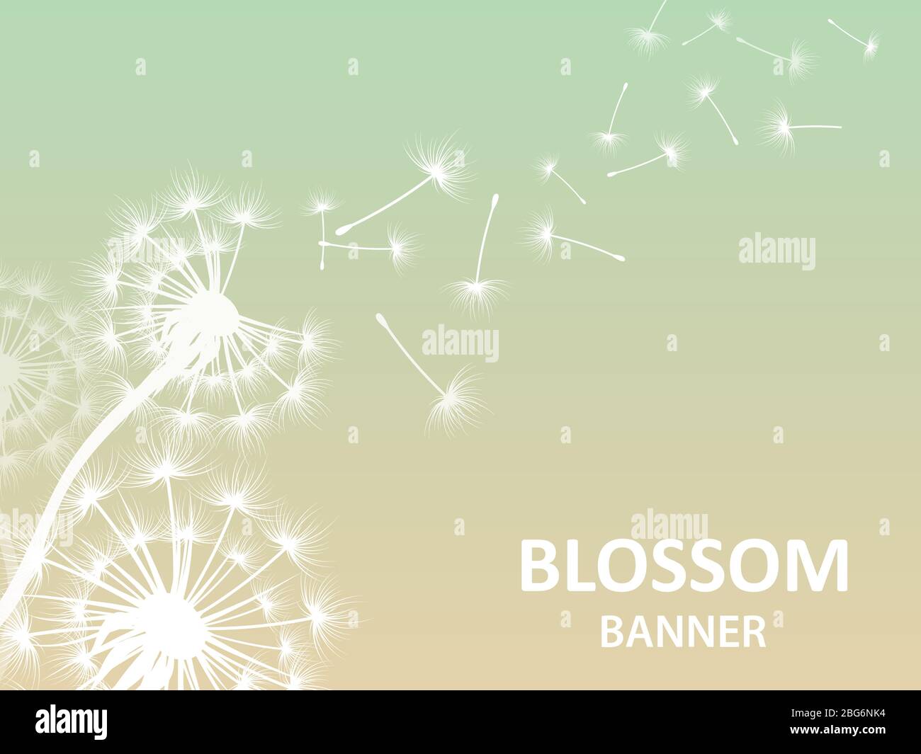 Blossom banner background with dandelion white silhouette. Blossom flower silhouette, fluffy dandelion, vector illustration Stock Vector
