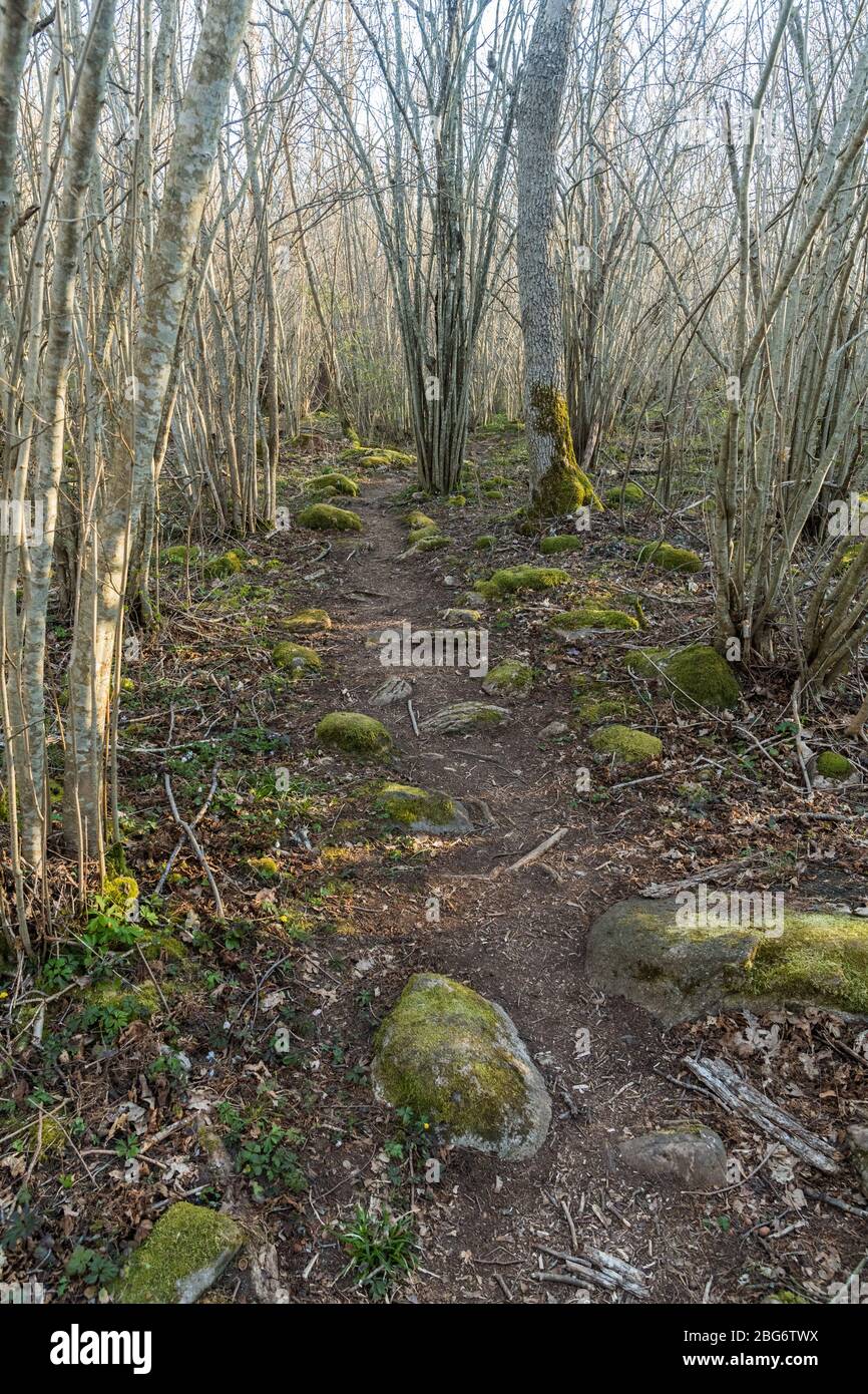 Moss covered stones on a winding footpath through a forest in spring season Stock Photo