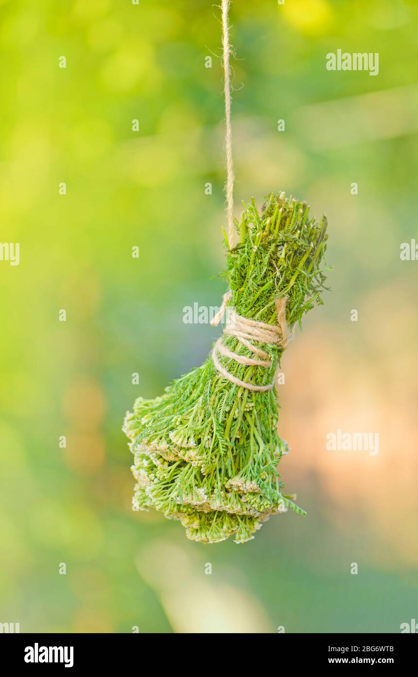 Yarrow dry on a rope. Yarrow hanging over blurred bokeh background Stock Photo