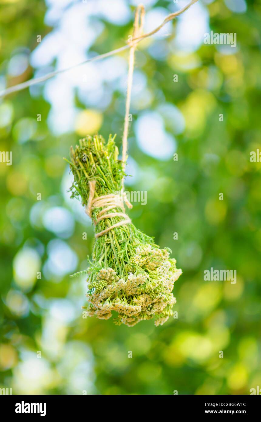 Yarrow dry on a rope. Yarrow hanging over blurred bokeh background Stock Photo
