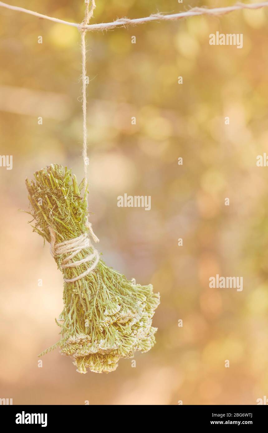 Fresh yarrow twigs.  Yarrow hang on the rope. Scoria Herb or Millefolii herba. Stock Photo
