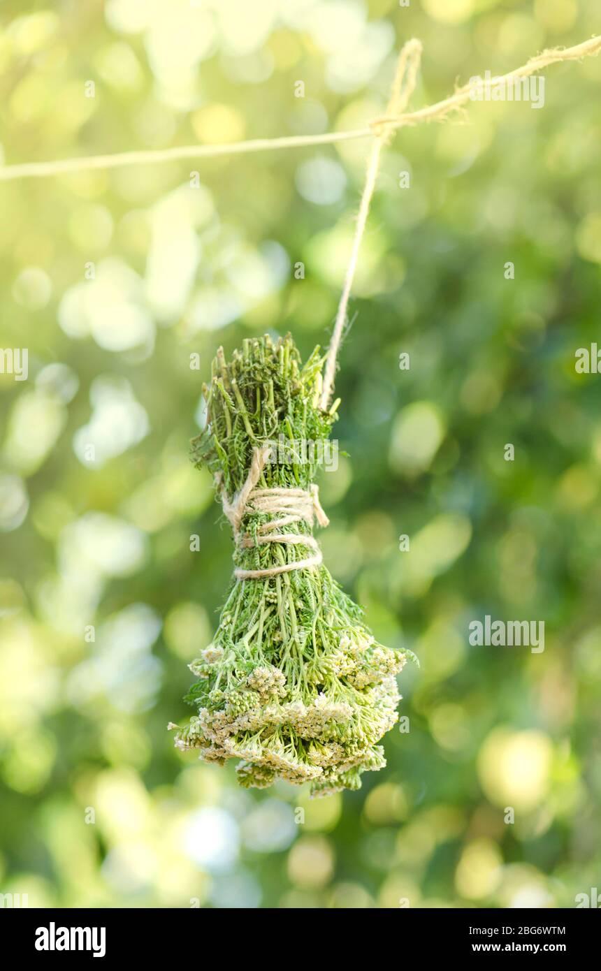 Dried flowers and leaves of yarrow. Yarrow dry on a rope. Millefolii herba dried use in alternative medicine. Traditional herbal medicinal. Common yar Stock Photo