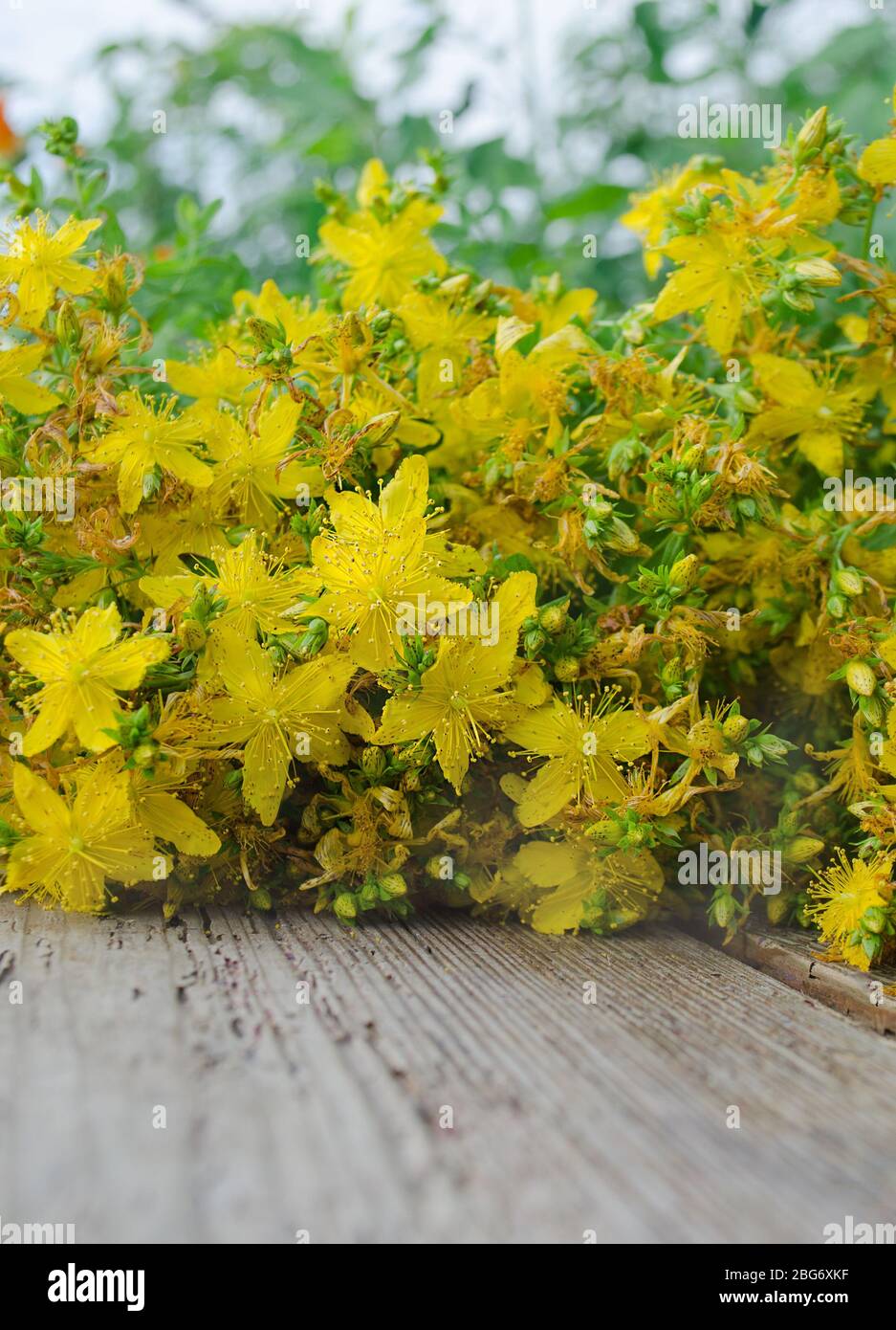 St  Johns wort.  Bunch of Hypericum flowers Stock Photo