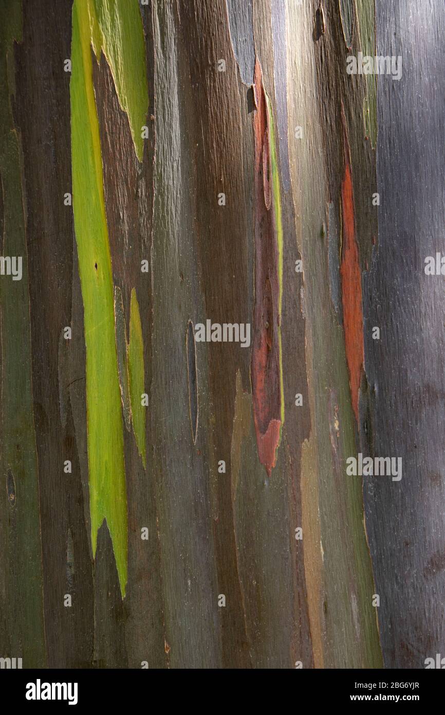 Rainbow eucalyptus tree along the Highway to Hana in Maui, Hawaii Stock Photo Alamy