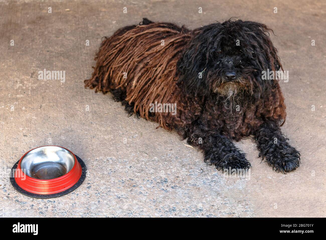 A corded black puli dog resting next to his food bowl Stock Photo