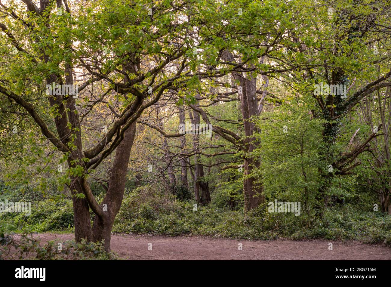 The Scrase Valley is a local nature reserve with woodland, grassland and marsh on the outskirts of Haywards Heath, West Sussex, UK. Stock Photo