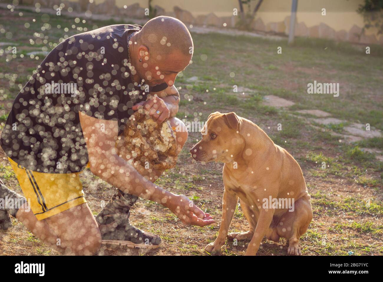 Man playing with dog in back yard Stock Photo