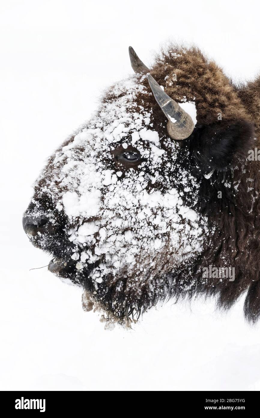 American Bison - facial close ups of ice and snow covered face Stock Photo