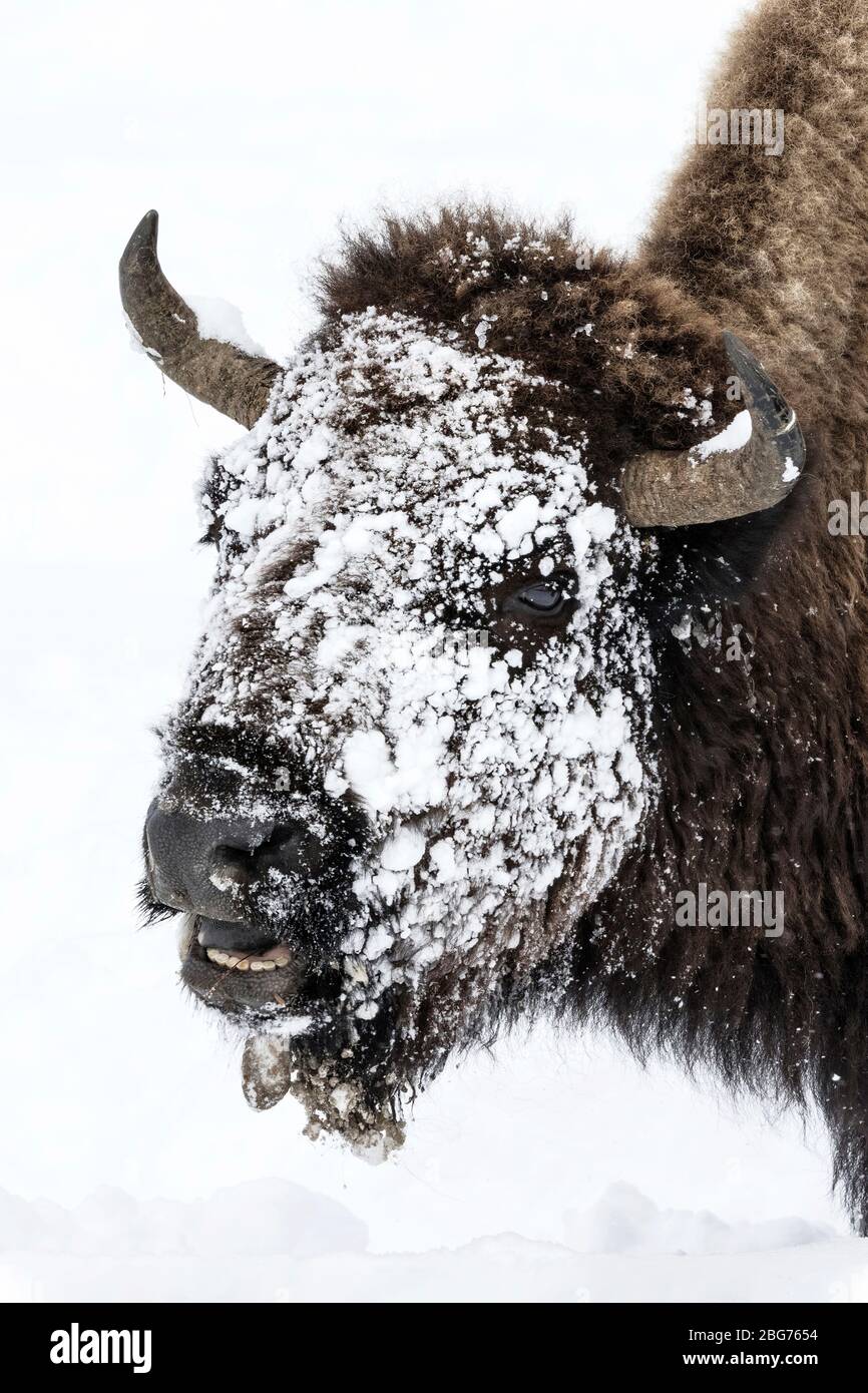 American Bison - facial close ups of ice and snow covered face Stock ...