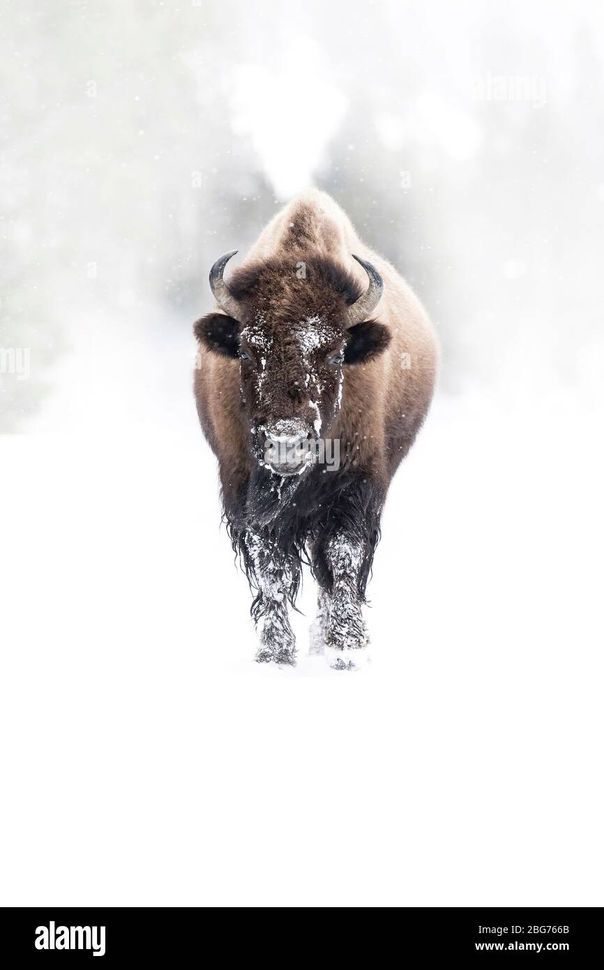 America Bison walking along a steamy track Stock Photo