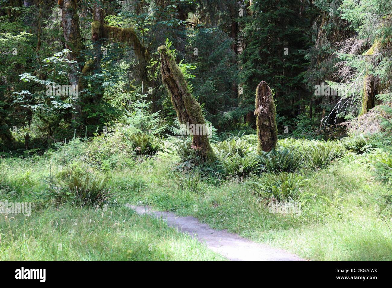 Moss adorns tree snags along the Spruce Nature  Trail in the Hoh Rain Forest of Olympic National Park. Stock Photo
