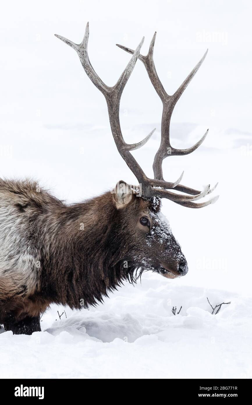 Bull Elk foraging in the snow for food Stock Photo